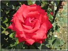 foto Rose